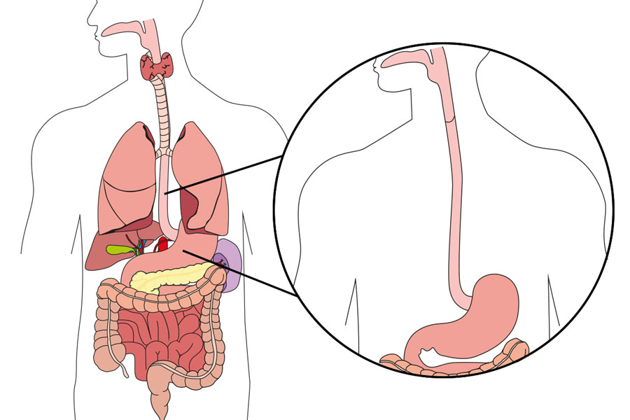 Anatomie Schwerpunkt Speiseröhren- und Magen