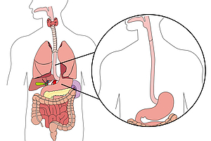 Anatomie Speiseröhre und Magen