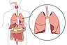 Thoraxchirurgie - Anatomie Lunge